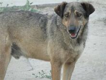 FRANZEL, Hund, Mischlingshund in Ungarn - Bild 1