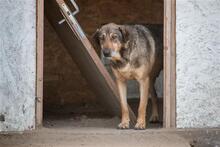 FRANZEL, Hund, Mischlingshund in Ungarn - Bild 2