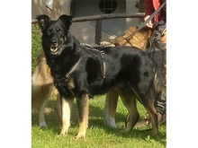 WINNIE, Hund, Mischlingshund in Bergkirchen - Bild 1