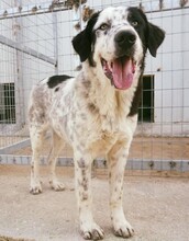 ROCKY, Hund, Mischlingshund in Griechenland - Bild 2