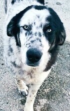 ROCKY, Hund, Mischlingshund in Griechenland - Bild 3
