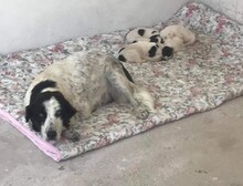 ROCKY, Hund, Mischlingshund in Griechenland - Bild 9
