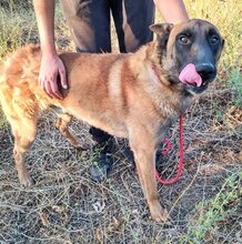 DIMAL, Hund, Mischlingshund in Griechenland - Bild 4