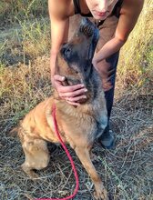 DIMAL, Hund, Mischlingshund in Griechenland - Bild 5