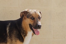 JACOBO, Hund, Deutscher Schäferhund-Mix in Spanien - Bild 11
