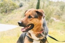 JACOBO, Hund, Deutscher Schäferhund-Mix in Spanien - Bild 12