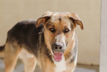 JACOBO, Hund, Deutscher Schäferhund-Mix in Spanien - Bild 5