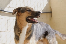 JACOBO, Hund, Deutscher Schäferhund-Mix in Spanien - Bild 6