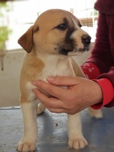 TONI, Hund, Mischlingshund in Griechenland - Bild 5