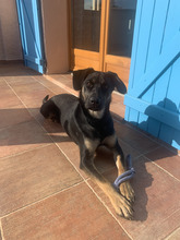 KARI, Hund, Mischlingshund in Rödermark - Bild 1