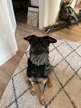 KARI, Hund, Mischlingshund in Rödermark - Bild 3