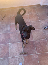 KARI, Hund, Mischlingshund in Rödermark - Bild 5