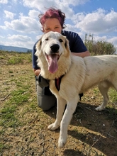BOOMER, Hund, Herdenschutzhund-Mix in Griechenland - Bild 1