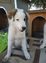 BOOMER, Hund, Herdenschutzhund-Mix in Griechenland - Bild 15