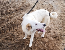 BOOMER, Hund, Herdenschutzhund-Mix in Griechenland - Bild 4