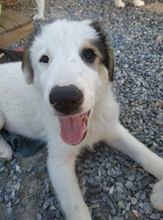 BOOMER, Hund, Herdenschutzhund-Mix in Griechenland - Bild 8