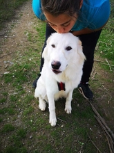 HULIO, Hund, Herdenschutzhund-Mix in Griechenland - Bild 3