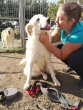 HULIO, Hund, Herdenschutzhund-Mix in Griechenland - Bild 4