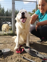 HULIO, Hund, Herdenschutzhund-Mix in Griechenland - Bild 5