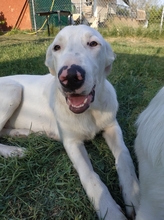 PEPITO, Hund, Herdenschutzhund-Mix in Griechenland - Bild 4