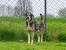 THOR, Hund, Mischlingshund in Aerzen - Bild 2
