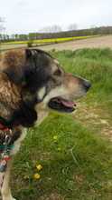 THOR, Hund, Mischlingshund in Aerzen - Bild 3