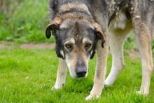THOR, Hund, Mischlingshund in Aerzen - Bild 6