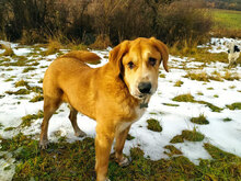 MAYA, Hund, Mischlingshund in Bulgarien - Bild 2