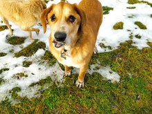 MAYA, Hund, Mischlingshund in Bulgarien - Bild 3