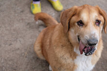 MAYA, Hund, Mischlingshund in Bulgarien - Bild 4