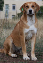 MAYA, Hund, Mischlingshund in Bulgarien - Bild 7