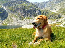 MAYA, Hund, Mischlingshund in Bulgarien - Bild 8