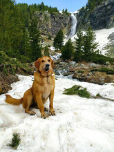 MAYA, Hund, Mischlingshund in Bulgarien - Bild 9