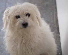 LANA, Hund, Mischlingshund in Spanien - Bild 1