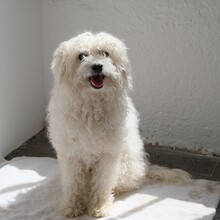 LANA, Hund, Mischlingshund in Spanien - Bild 3