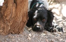 CHIQUI, Hund, English Setter-Mix in Spanien - Bild 6