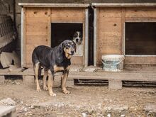 HANSI, Hund, Mischlingshund in Bulgarien - Bild 1