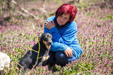 HANSI, Hund, Mischlingshund in Bulgarien - Bild 10