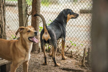HANSI, Hund, Mischlingshund in Bulgarien - Bild 11