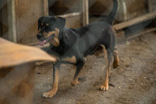 HANSI, Hund, Mischlingshund in Bulgarien - Bild 12