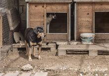 HANSI, Hund, Mischlingshund in Bulgarien - Bild 2