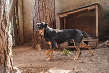 HANSI, Hund, Mischlingshund in Bulgarien - Bild 3