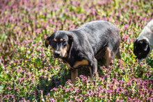 HANSI, Hund, Mischlingshund in Bulgarien - Bild 5