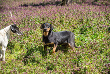 HANSI, Hund, Mischlingshund in Bulgarien - Bild 6