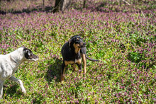 HANSI, Hund, Mischlingshund in Bulgarien - Bild 7