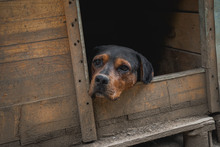 HECTOR, Hund, Mischlingshund in Bulgarien - Bild 10