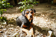 HECTOR, Hund, Mischlingshund in Bulgarien - Bild 2