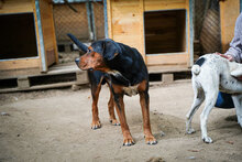 HECTOR, Hund, Mischlingshund in Bulgarien - Bild 4