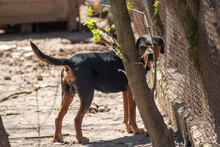 HECTOR, Hund, Mischlingshund in Bulgarien - Bild 6