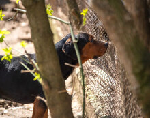 HECTOR, Hund, Mischlingshund in Bulgarien - Bild 7
